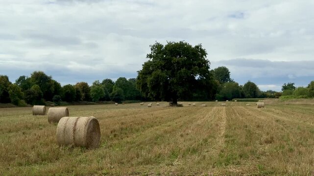 German landscape with a big green oak tree on a freshly mown lawn with rolled up hay bales outdoor at daytime during summer in Hennef on the countryside of Germany.