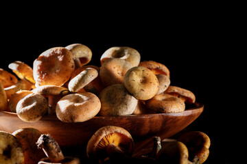 Close up shot of wild mushrooms against the light in a black studio