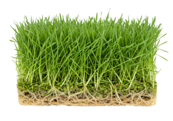 Fresh green grass with roots on transparent background