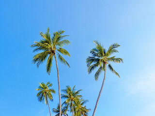 Green coconut palm trees long trunks on blue sky background, palm jungle, palm leaves, branches, exotic foliage, tropical island sea beach, summer holidays, vacation, travel, beautiful palm landscape