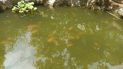 Small Backyard Fish Pond Scene. Murky Green Water with Bright Goldfish and Overhanging Foliage Reflections