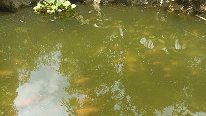 Natural Outdoor Fish Pond. Algae-rich Water, Stone Edges, and Orange Goldfish with Floating Green Plants