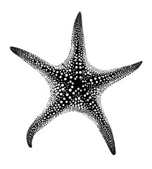 Detailed close-up view of a starfish.  A grayscale image shows intricate patterns on the starfish's arms and body.  Small dots and lines create a complex texture
