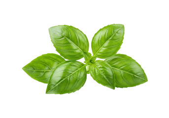 Fresh green basil leaves isolated on transparent background