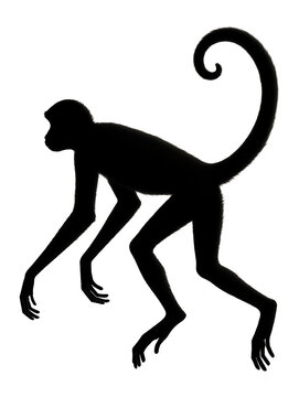 Spider monkey silhouette with slender limbs and prehensile tail