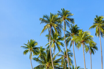 Green coconut palm trees long trunks on blue sky background, palm jungle, palm leaves, branches, exotic foliage, tropical island sea beach, summer holidays, vacation, travel, beautiful palm landscape