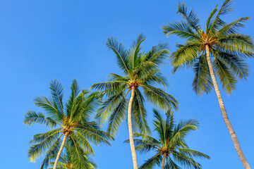 Green coconut palm trees long trunks on blue sky background, palm jungle, palm leaves, branches, exotic foliage, tropical island sea beach, summer holidays, vacation, travel, beautiful palm landscape