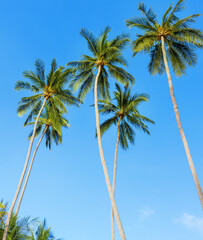 Green coconut palm trees long trunks on blue sky background, palm jungle, palm leaves, branches, exotic foliage, tropical island sea beach, summer holidays, vacation, travel, beautiful palm landscape