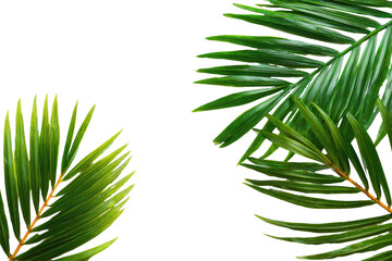 Close-up of vibrant green palm fronds against black background
