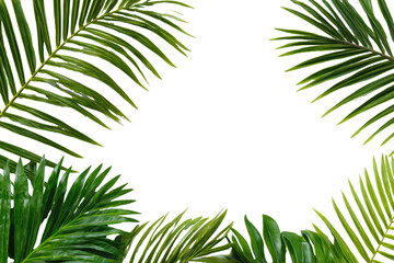 Tropical palm leaves frame a black center