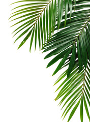 Close-up of palm fronds, vibrant green, sharply detailed, against a black background