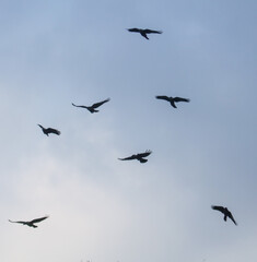 Fototapeta premium A flock of black birds flying in a line across a blue sky