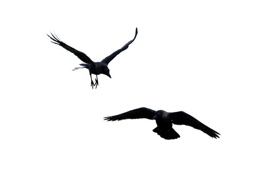 Two birds flying in the sky