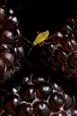 A green bug is on a blackberry