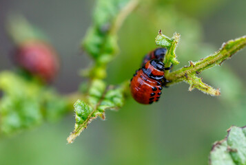 Colorado potato beetle eats leaves. Macro