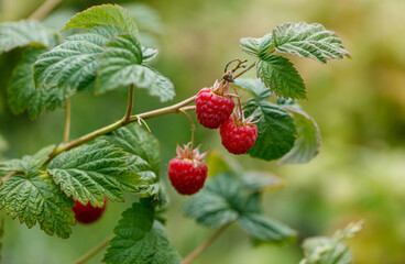 A cluster of red raspberries hanging from a tree