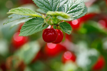 A close up of a cherry tree with a few ripe cherries on the branches