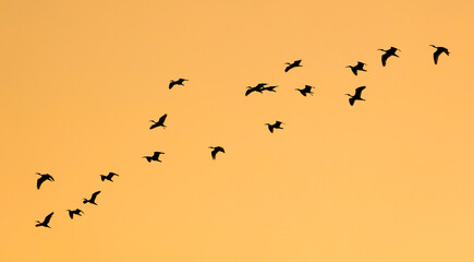 A flock of birds flying in a line across a bright orange sky