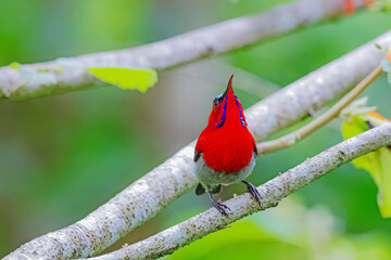 The Crimson Sunbird in nature