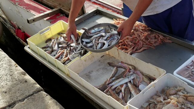 Video of a public fish market at Molfetta harbor, with a vendor weighing freshly caught small fish and shrimp from white plastic crates on the quay, 2026