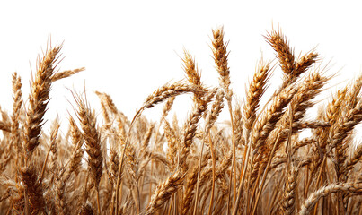 Fototapeta premium Close-up of golden wheat stalks (4)