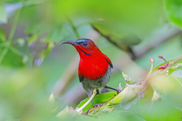 The Crimson Sunbird in nature