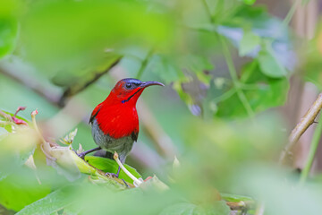 The Crimson Sunbird in nature