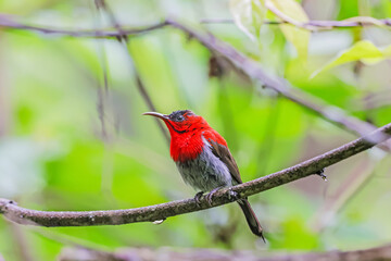 The Crimson Sunbird in nature