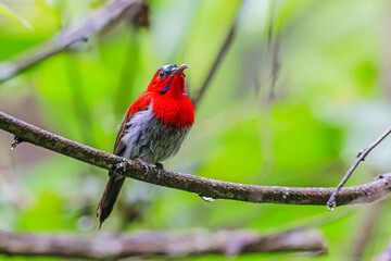 The Crimson Sunbird in nature