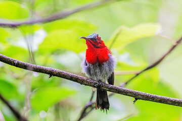 The Crimson Sunbird in nature