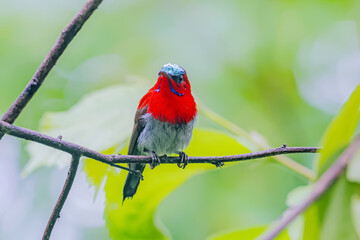 The Crimson Sunbird in nature