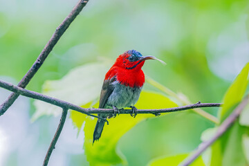 The Crimson Sunbird in nature