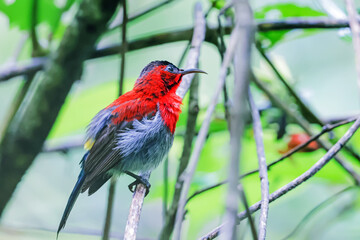 The Crimson Sunbird in nature
