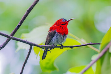 The Crimson Sunbird in nature