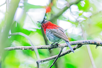 The Crimson Sunbird in nature