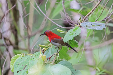 The Crimson Sunbird in nature