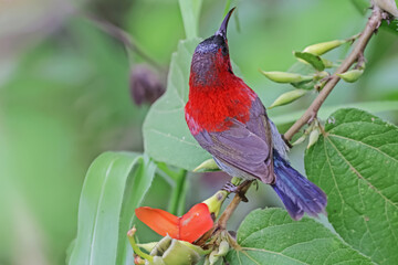 The Crimson Sunbird in nature