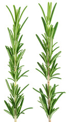 Fototapeta premium Two Sprigs of Rosemary Herb Isolated on Transparent Background Showcasing Detailed Green Leaves and Stems for Culinary and Natural Design