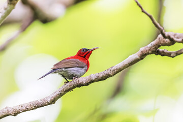 The Crimson Sunbird in nature