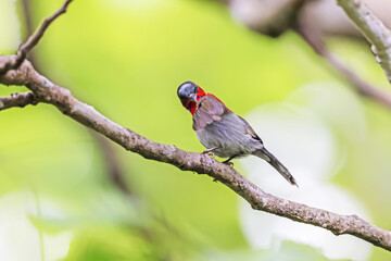 The Crimson Sunbird in nature