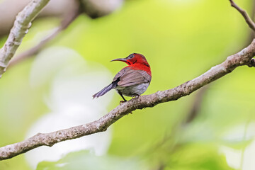 The Crimson Sunbird in nature