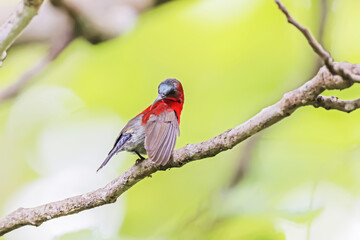 The Crimson Sunbird in nature