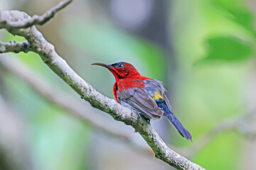The Crimson Sunbird in nature