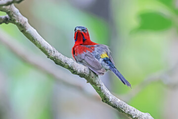 The Crimson Sunbird in nature
