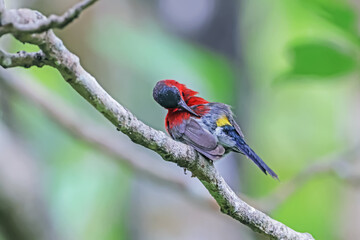 The Crimson Sunbird in nature
