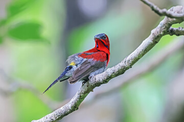 The Crimson Sunbird in nature