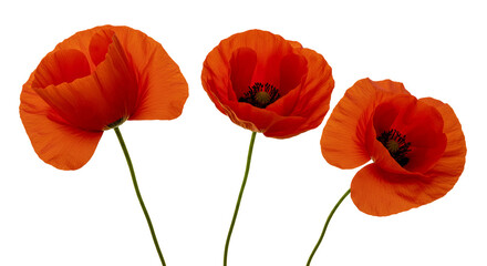 Naklejka premium Three red poppies on transparent background floral image