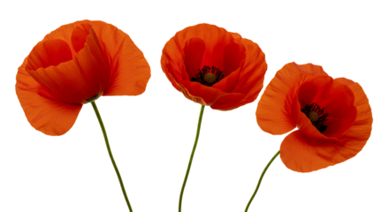 Three red poppies on transparent background floral image