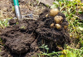 Pile of dirt with a green shovel and a bunch of potatoes