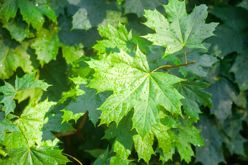 Leafy green tree with a wet leaf